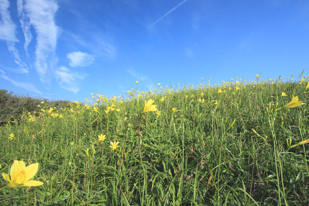 南伊豆町「あいあい岬」群生するユウスゲ