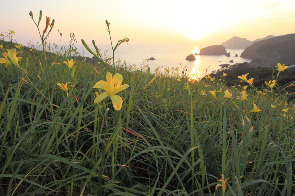 南伊豆町「あいあい岬」夕景に咲くユウスゲ