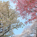 「春の新宿御苑」紅白の桜風景