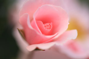 神代植物公園「バラ園」紅バラのクローズアップ写真