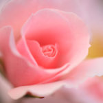 クローズアップ写真「ボケ効果美しい花光景」紅バラ