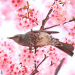「四季の風景」桜とヒヨドリ