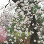「春の新宿御苑」桜のすだれ