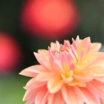 クローズアップ写真「ボケ効果美しい花風景」ダリア