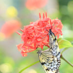 四季の風景「蝶と花」オオゴマダラの雌雄