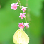 四季の風景「蝶と花」タイワンキチョウ