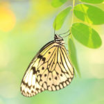 四季の風景「蝶と花」オオゴマダラ