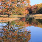 「昭和記念公園の春秋」晩秋の公園風景