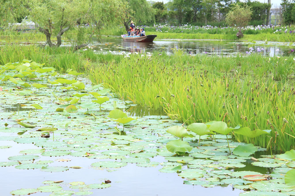 香取市「水郷佐原水生植物園」菖蒲