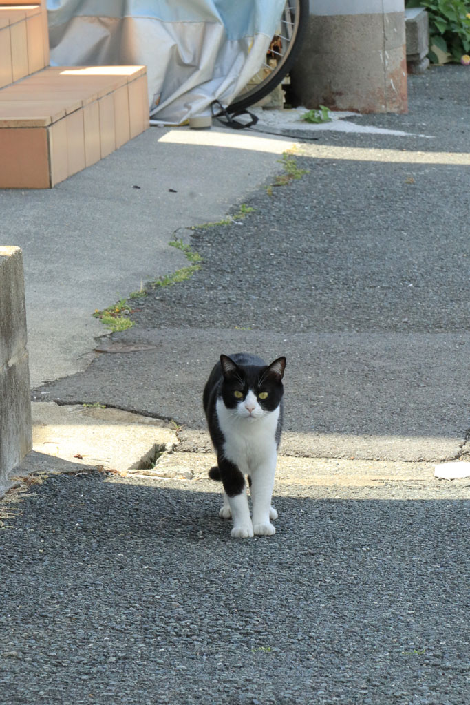 下田市「干物横丁」魚に興味がない猫