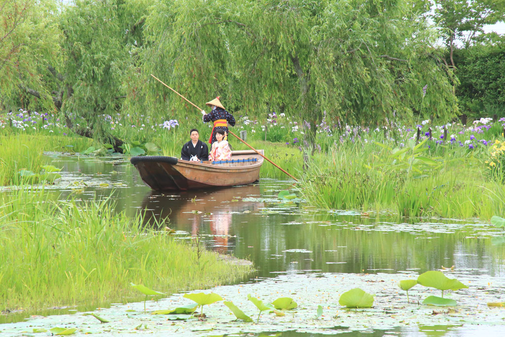 香取市「水郷佐原水生植物園」菖蒲と嫁入り船