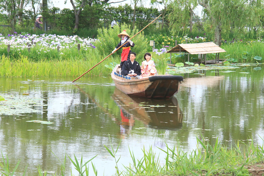 香取市「水郷佐原水生植物園」菖蒲と嫁入り船