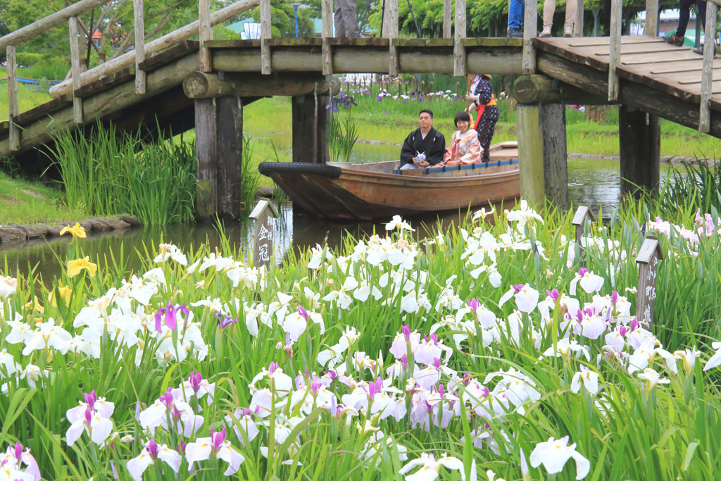 香取市「水郷佐原水生植物園」菖蒲と嫁入り船