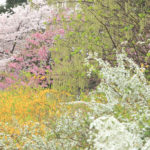 「春の新宿御苑」色とりどりの花風景