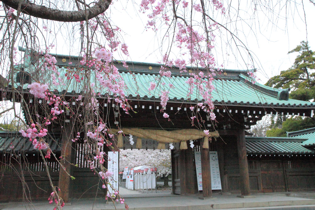 三島市「三嶋大社」枝垂れ桜と総門