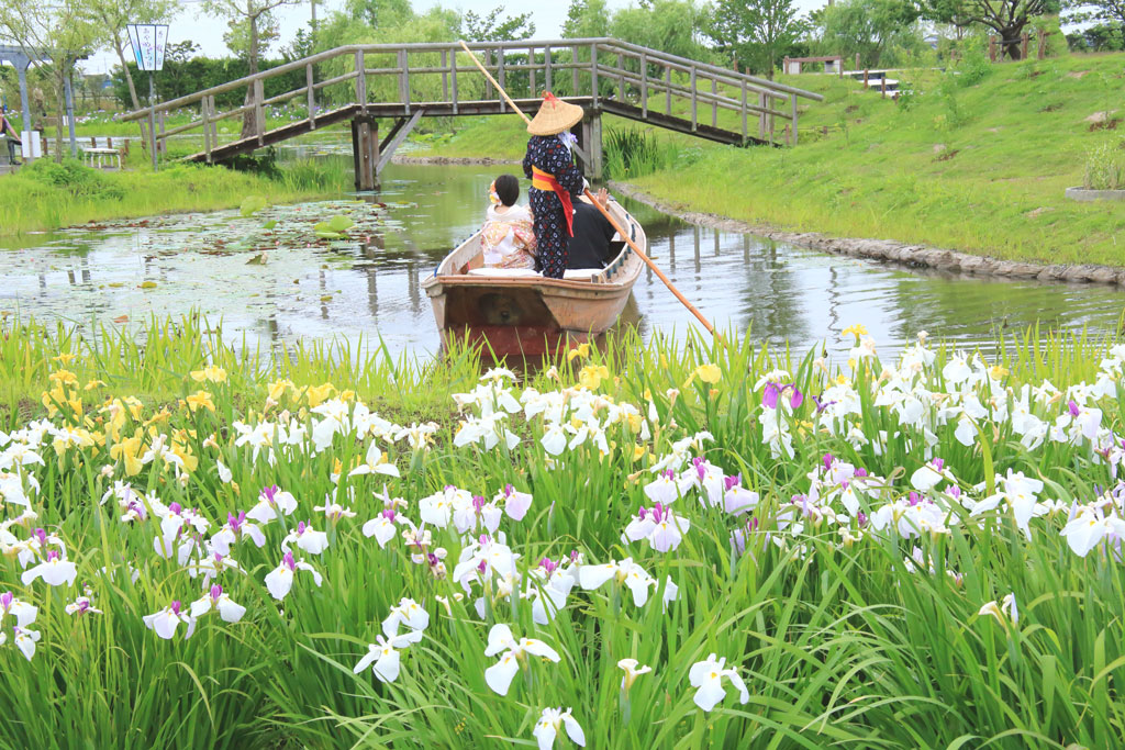 香取市「水郷佐原水生植物園」菖蒲と嫁入り船