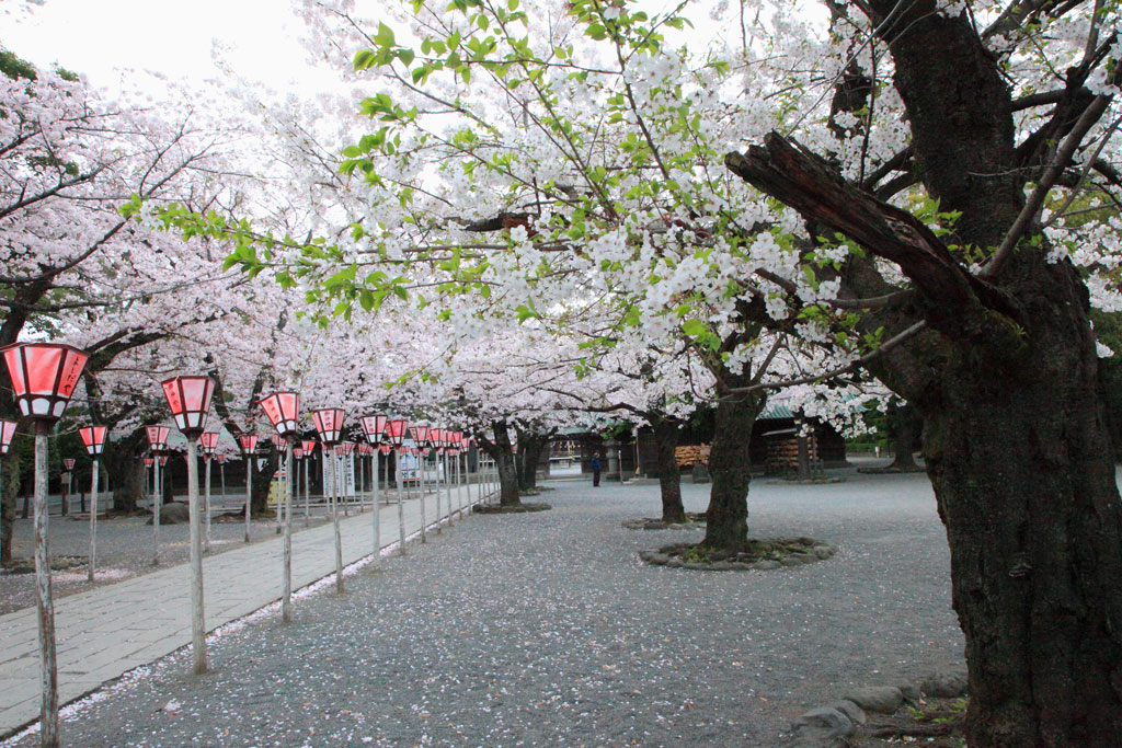 三島市「三嶋大社」三島桜並木