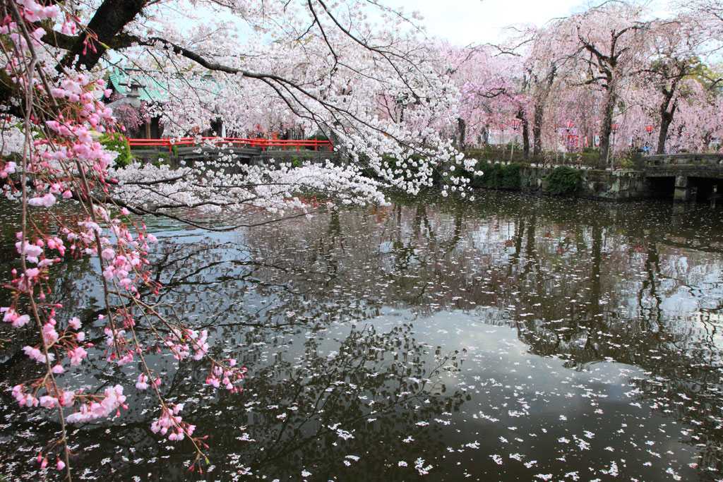 三島市「三嶋大社」神池の枝垂れ桜