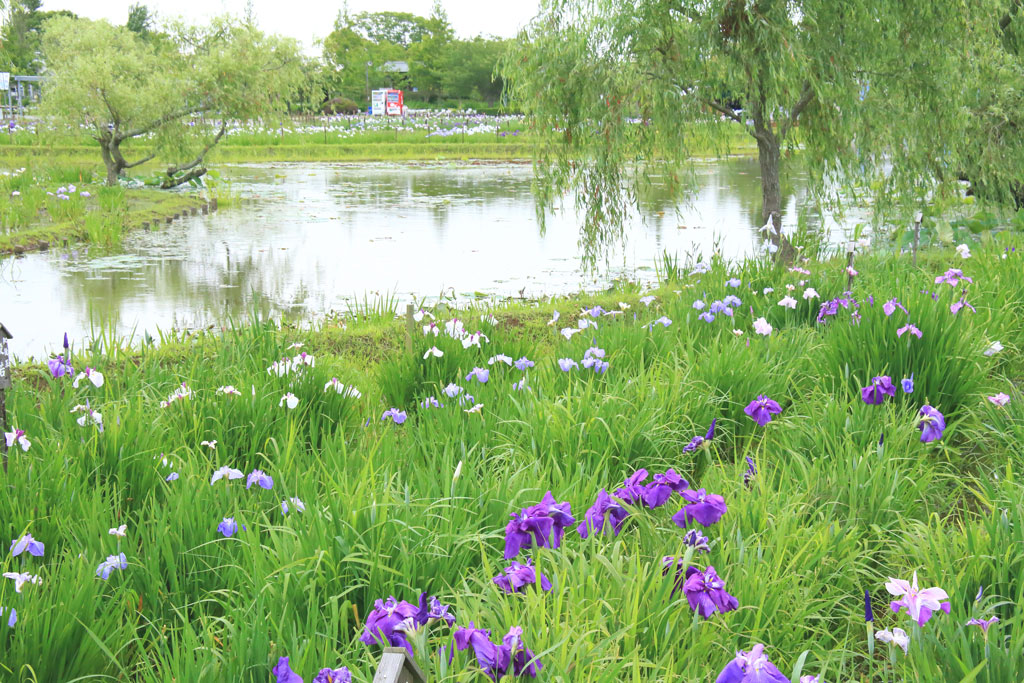 香取市「水郷佐原水生植物園」菖蒲の花風景