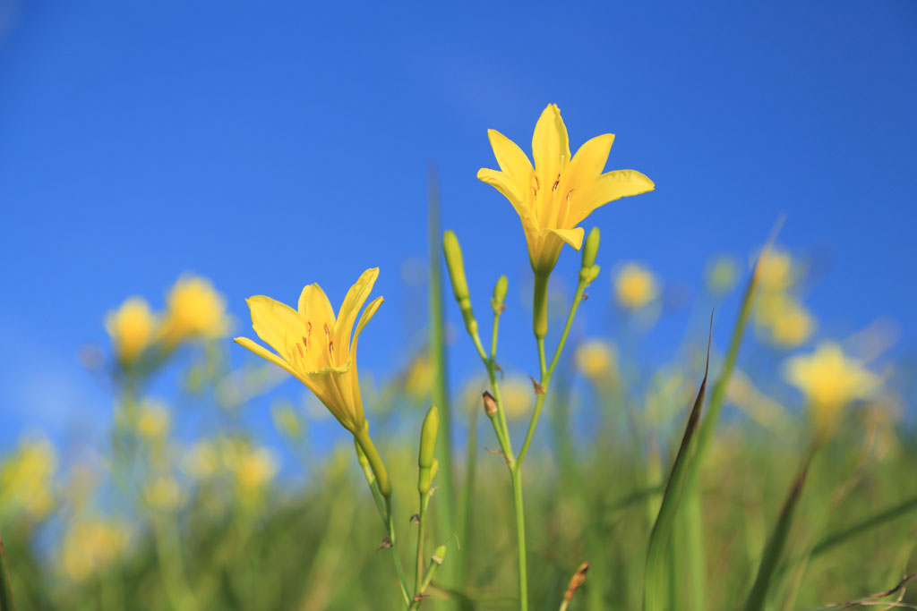 南伊豆「あいあい岬（愛逢岬）」ユウスゲの群落