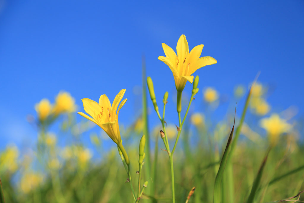 南伊豆町「あいあい岬」ユウスゲの近接撮影