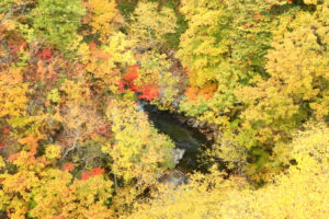 福島県「中津川渓谷」橋下の紅葉風景