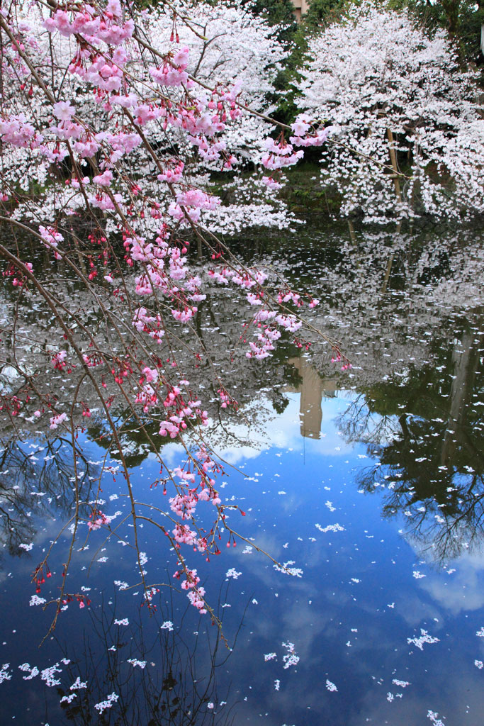 三島市「三嶋大社」神池に映える桜