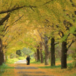「昭和記念公園の春秋」銀杏並木に佇む