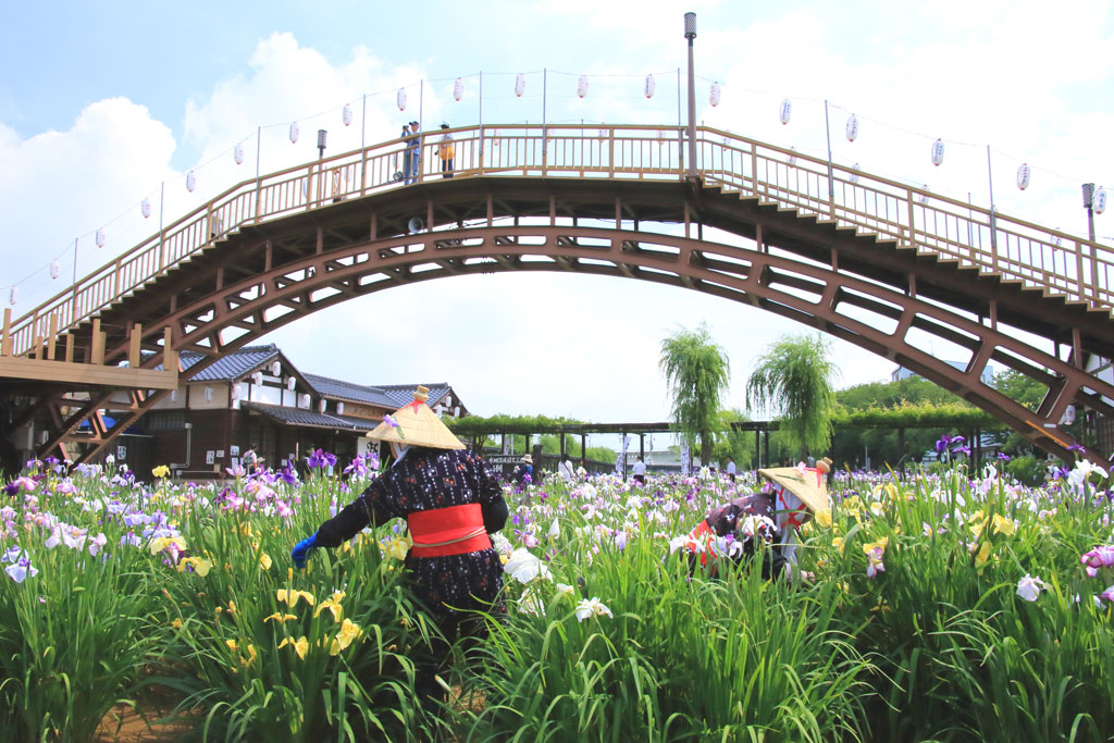潮来市「水郷潮来あやめ園」あやめと太鼓橋