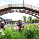 四季の風景「茨城県潮来」アヤメ園の花風景