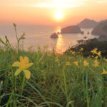 南伊豆町「あいあい岬」夕日に映えるユウスゲの花風景
