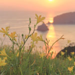 南伊豆町「あいあい岬」夕日に映えるユウスゲ