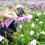 四季の風景「茨城県潮来」アヤメ園の花摘み女性