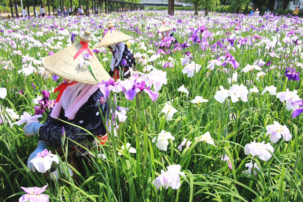 潮来市「水郷潮来あやめ園」あやめと潮来娘