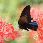 四季の風景「蝶と花」カラスアゲハ