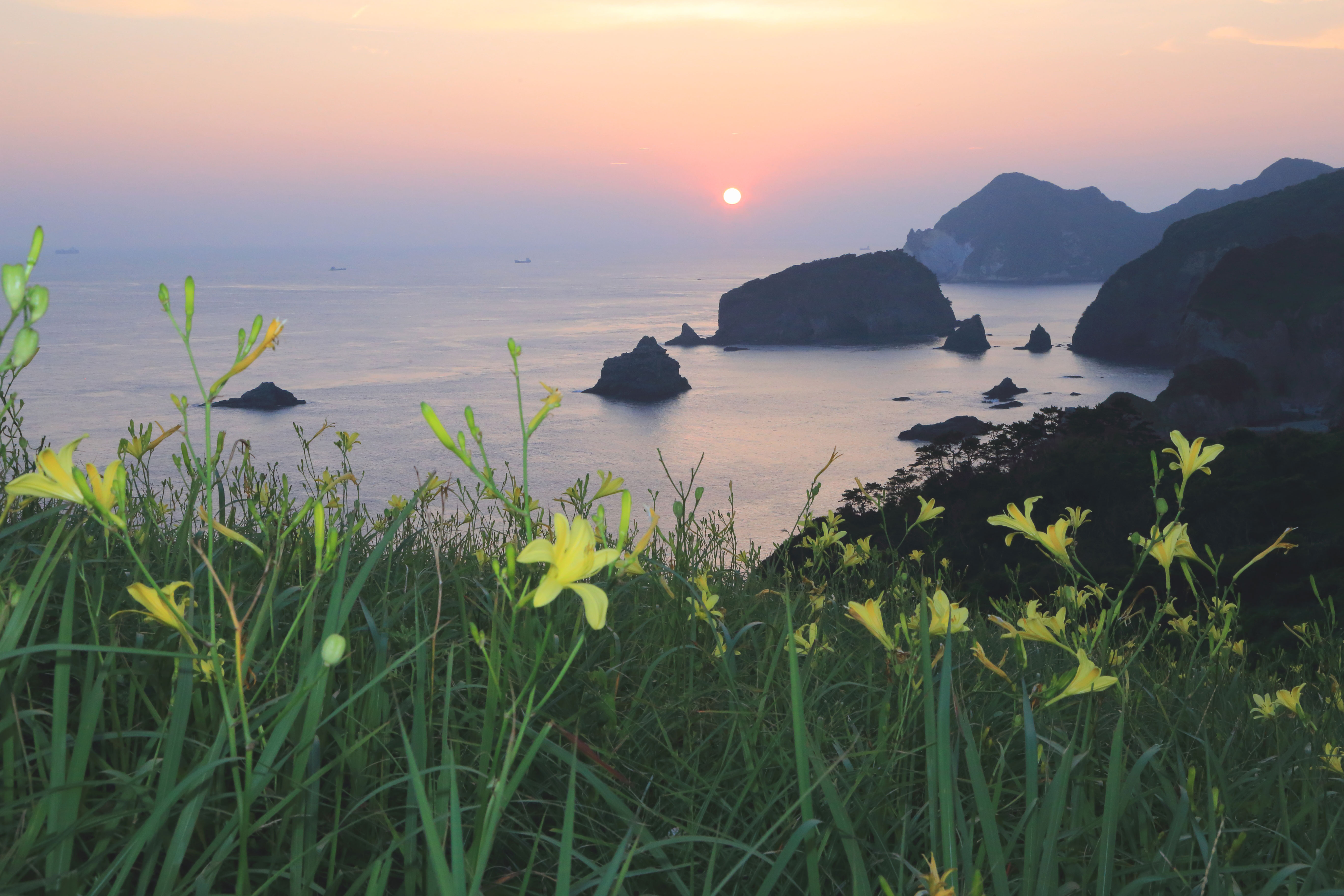 南伊豆町「あいあい岬」夕日とユウスゲ