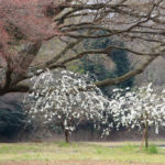 伊東市「一碧湖」桜咲く春の湖畔風景