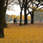 「昭和記念公園の春秋」晩秋の公園内を散策