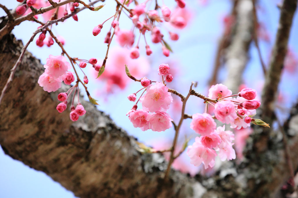 伊東市大室山「桜の里」枝垂れ桜のクローズアップ写真