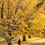 「昭和記念公園の春秋」銀杏の大樹に憩う