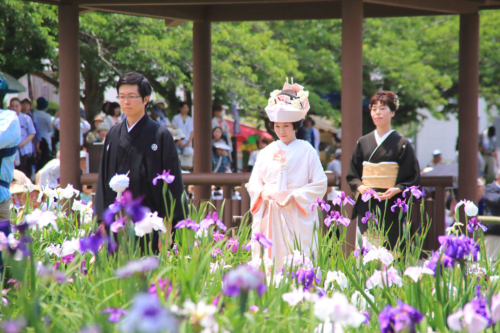 潮来市「水郷潮来あやめ園」あやめの中を進む花嫁