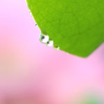 クローズアップの世界「大賀ハスの花」水滴に映える