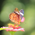 四季の風景「蝶と花」ヒョウモンチョウ