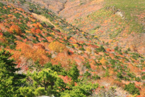 福島県「秋の薬師岳」安達太良山稜線下の紅葉