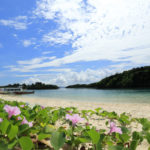 石垣島「川平湾」湾内のハマヒルガオの花風景