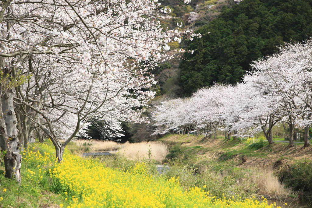 伊豆松崎町「那賀川」那賀川上流の桜並木