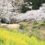 松崎町「那賀川」上流域の桜風景