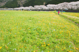 伊豆松崎町「那賀川の桜風景」お花畑と桜並木