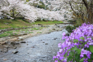 西伊豆松崎町「大沢温泉」桜風景