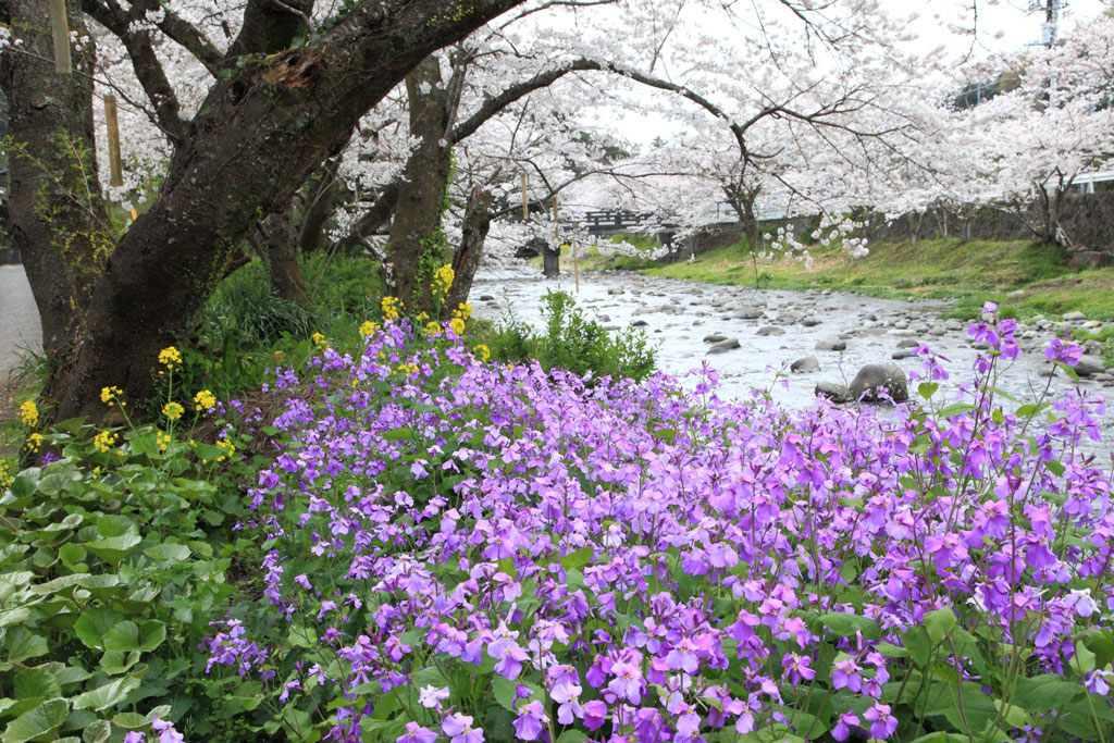 伊豆松崎町「那賀川」大沢温泉の桜並木
